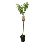 Garden Center Shop | Melocotonero Maruja M25 | Árbol Frutal Natural de Melocotón | Fruta Dulce y Jugosa | Planta Exterior para Huerto, Jardín o Terraza