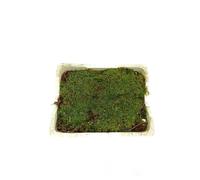 Garden Center Shop | Musgo Platmos Natural | Caja con 4 Láminas de 25x40 cm | Ideal para Belenes y Terrarios