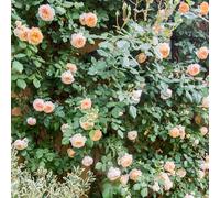 GardenersDream Rosal Trepador melocotón - Rosal en Maceta Resistente y de Bajo Mantenimiento - Trepadora con Flores para Paredes, Pérgolas y Vallas