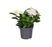Gardenia Jasminoides Natural Esencia de la Primavera en una Planta
