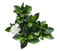 Gardenia Jasminoides Natural Planta de Jardín para una Primavera Perfumada