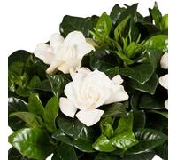 Gardenia Natural Añade una Nota Aromática a tu Espacio al Aire Libre