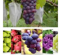 Gardening Essential - 50 bolsas protectoras de red para proteger manzanas y otras frutas de plagas (200 x 300 mm)