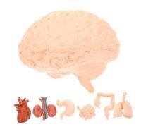 Garneck 8 piezas Modelo Anatómico de Órganos Humanos para Enseñanza de Simuladas de Cerebro Corazón Pulmones Hígado Estómago y Riñones Herramienta Educativa y Compacta para Estudio Médico