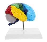 Garneck Maqueta de Cerebro Anatómico 1:1 del Hemisferio Derecho para Enseñanza Médica Proporciones Realistas y Material Pvc, Adecuado para Aula de Ciencias