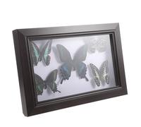 Garneck Marco para Mariposas de Madera con Butterfly, Artesanía de Buena Calidad y Apariencia Refinada para Educación y Colección en Adorno de Pared