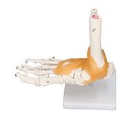 Garosa Modelo de Esqueleto de Pie Humano Tamaño Natural Anatomía del Pie Derecho con Ligamentos de Tobillo Huesos Tibia Peroné Tarso Metatarsianos Falanges Desarticuladas Móviles sobre