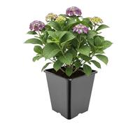 Garronda Maceta de plástico Alta 25 x 25 x 26 cm (11 L) Cuadrada con Orificios de Drenaje Maceta de PP para jardín Invernadero balcón Cultivo Interior y Exterior Negro GD-0201