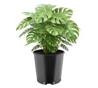 Garronda Maceta Redonda Alta de plástico Ø26 x 26 cm (12 L) con Orificios de Drenaje Maceta Resistente de PP para jardín Invernadero balcón Cultivo Interior y Exterior Negro GD-0203