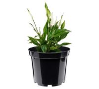 Garronda Macetas de Producción Macetas Redondas para Plántulas de Flores y Plantas GD-0025 (Negro, ⌀ 17cm H 13,5cm)