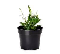 Garronda Macetas de Producción Macetas Redondas para Plántulas de Flores y Plantas GD-0025 (Negro, ⌀ 23 cm H 18,1 cm)