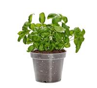 Garronda Macetas de Producción Macetas Transparentes Redondas para Plántulas de Flores y Plantas GD-0024 (Trasparente, ⌀ 13cm H 10,4cm)