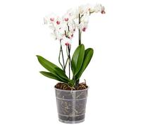 Garronda Macetas de Producción Macetas Transparentes Redondas para Plántulas de Flores y Plantas GD-0024 (Trasparente, ⌀ 12cm H 10,5cm)