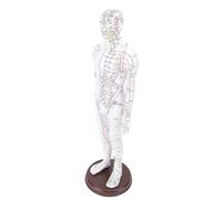 Garsent Modelo de acupuntura de cuerpo humano de 52 cm, modelo de acupuntura de punto de presión de maniquí Nakupoint de enseñanza china masculina/femenina con Basi (macho)