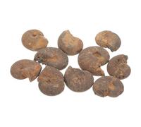 GARVALON Fósiles de Amonita Naturales 10 Piezas, Modelos Educativos para Colecciones y Aprendizaje en Geología, Especímenes Patrones Espiral en Marrón, Adecuado para Aulas y Ciencia