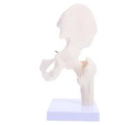 GARVALON Modelo Anatómico de Articulación Ósea de Cadera Desmontable para Enseñanza de Anatomía Humana Modelo de Esqueleto Humano Educativo para Laboratorios Escolares y Estudio