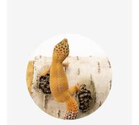 Garvee Refugio para Reptiles de Resina con Textura de Madera de Abedul, Cueva de Escondite Natural para Terrario de Lagartos, Geckos y Serpientes, Accesorios de Decoración de Hábitat, M, Gris Marfil