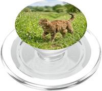 Gato atigrado Caminando Prado Hierba Campo Escena PopSockets PopGrip para MagSafe