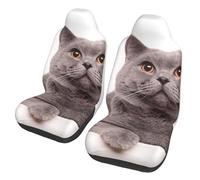 Gato británico de pelo corto aislado sobre fondo blanco. Fundas universales para asientos de coche con diseño de gato británico de pelo corto, juego de 2 piezas: protectores elásticos para asientos de