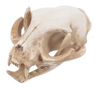 Gato De La Fortuna Acuario Otaru Decorativo Cráneo De Gato Decoración De Bonsais Reptiles Pecera Víspera De Todos Cueva Paisaje Mascota Reptil Casa Animal Cabeza Falsa