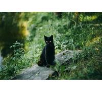 Gato Negro en el Bosque: Rompecabezas clásicos de 1000 Piezas para Adultos, Juegos educativos Familiares, Mayores de 14 años