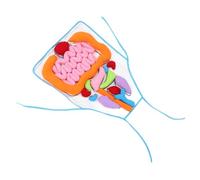 Gatuida Educativo de Delantal Tridimensional de Órganos para Herramienta Didáctica para Enseñanza Temprana Juguete Cognitivo para Aprendizaje Infantil