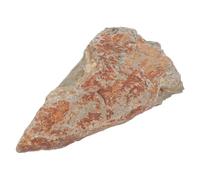 Gatuida Ejemplar de Losa de Helecho de Piedra, Decoración Ejemplares de Helechos, Conserva Estructuras Antiguas y Texturas, para Entusiastas de Paleobotánica, Interior y Hogar