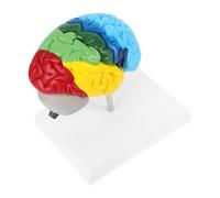 Gatuida Modelo Anatómico De Cerebro Humano 1:1 Mitad Derecha, Material Duradero, Regiones Cerebrales Coloreadas Para Enseñanza Médica y Uso Educativo