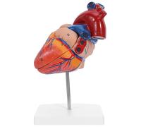 Gatuida Modelo de anatomía del corazón humano: herramienta didáctica anatómica. Estructura del corazón para aulas de ciencias, psicología, investigación médica y biología.