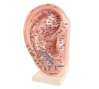 Gatuida Modelo de Oreja para Práctica de Acupuntura 23 Cm Soporte, Herramienta Educativa de Reflexología Auricular, Accesorio Didáctico para Aprendizaje y Masaje en Medicina Alternativa