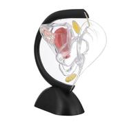 Gatuida Modelo De Útero Transparente Modelo De Ovario Modelo Anatómico Humano Modelo De Pelvis Femenina Maniquí Cuerpo Humano De Polivinilo Enfermero Material Didáctico Médico