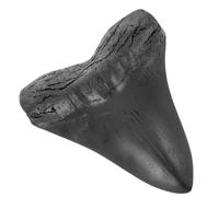 Gatuida Réplica Decorativa de de Megalodón Gigante Modelo Fósil Duradero y Suave para Decoración y Enseñanza Científica