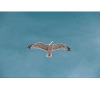 Gaviotas en Vuelo - Juego de Rompecabezas de 300 Piezas para Adultos: Divertido y desafiante Juego de Rompecabezas (Mayores de 14 años)