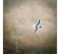 Gaviotas en Vuelo - Rompecabezas clásico de 8000 Piezas para Adultos - Creativo, cognitivo, Educativo y Decorativo (14+)