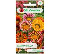 Gazania brillante mezcla (semillas frotadas)