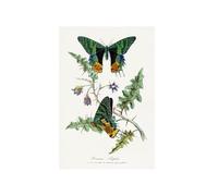 GBYangPJia Impresión vintage con diseño de mariposas. Realizado digitalmente de nuestra propia edición de 1842 de Le Jardin Des Plantes de Paul Gervais. Cuadro decorativo para pared, 30 x 40 cm, sin