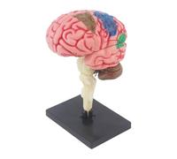 Gcljlmy Modelo de cerebro humano, modelo para representar una figura de escritorio, modelo anatómico 4D desmontado para ciencias naturales