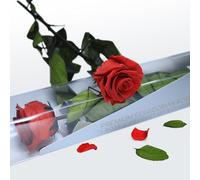 Gdecora Rosa Eterna Preservada Rojo Natural con Tallo 55cm Mujer,Mamá,Novia,Abuela - Flor Infinita para Cumpleaños, Sant Jordi y Día de la Madre - Rosas Preservadas de Ecuador