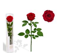 Gdecora Rosa Presevada Eterna de Ecuador, Rosa Roja Sangre con Tallo 35cm Regalo para Mujer, Ideas para Sant Jordy, Día de la Madre y Cumpleaños, Ramos y Detalles Románticos (Royal Red)