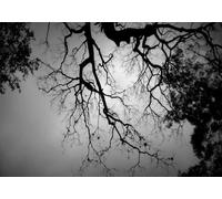 gdkldfg Papel Pintado Panorámico No Tejido Bosque Blanco Y Negro,Paisaje Nocturno,Naturaleza para Salón, Dormitorio 300x210cm