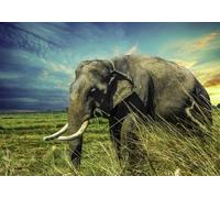 gdkldfg Papel Pintado Panorámico No Tejido Elefantes,Pradera,Paisaje Natural,Verde para Salón, Dormitorio 400x256cm