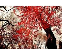 gdkldfg Papel Pintado Panorámico No Tejido Estilo Japonés,Arces,Rojo,Paisaje Natural para Salón, Dormitorio 400x256cm