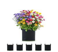 Gegaden 5 unidades de 12 l de tela no tejida con asas, bolsa reutilizable para plantas, para tomates, patatas, fresas, verduras, flores, adecuado para jardín, invernadero, balcón, terraza