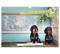 Geliebte Dackel (Wandkalender 2026 DIN A3 quer), CALVENDO Monatskalender: eine Liebeserklärung an den Dackel meisterhaft fotografiert von Petra Spoerle-Strohmenger