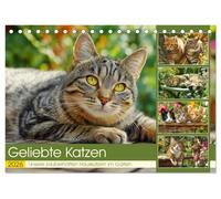 Geliebte Katzen. Unsere zauberhaften Hauskatzen im Garten (Tischkalender 2026 DIN A5 quer), CALVENDO Monatskalender: Die charmante Welt unserer ... - frei und ganz in ihrem grünen Element