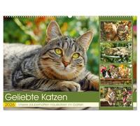 Geliebte Katzen. Unsere zauberhaften Hauskatzen im Garten (Wandkalender 2026 DIN A2 quer), CALVENDO Monatskalender: Die charmante Welt unserer ... - frei und ganz in ihrem grünen Element