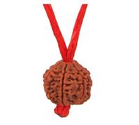 GemsOnClick Certificado Original Chah Mukhi 6 Faced Simple Natural Nepalí Rudraksha Colgante Meditación Astrología Bead Locket con Hilo para Adultos Unisex
