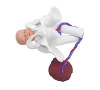 Generic 1 Juego Modelo de pélvica modelo anatómico de la pelvis modelo de pelvis para el aprendizaje modelo de hueso pélvico femenino modelo pélvico de polivinilo