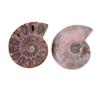 Generic Concha de Espécimen Fósil de Amonita, Mineral único de Madagascar para Colección y Decoración del Hogar, 2 Piezas para Suministros de Enseñanza (Diámetro 4cm)