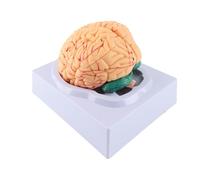 Generic Juego de Modelos Anatómicos de Cerebro con 8 Piezas y Base para Uso Educativo en Entornos Médicos, Coloridos y Detallados